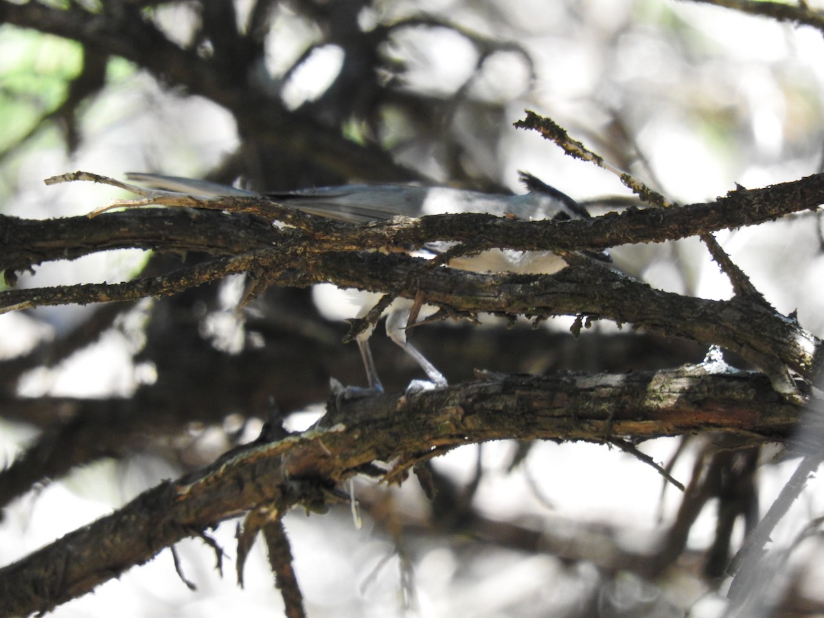 Black-crested Titmouse - ML151319771