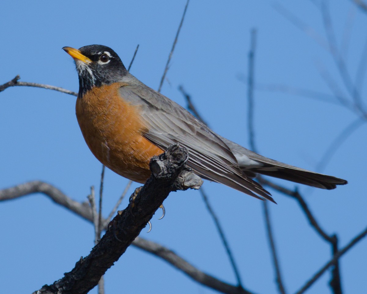 American Robin - ML151319881