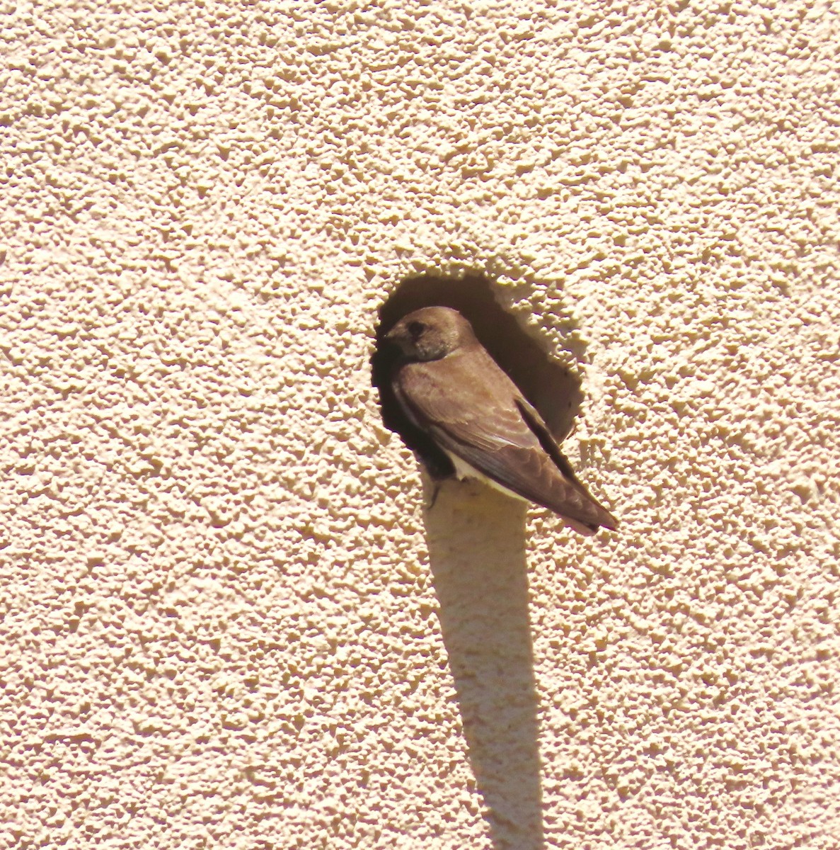 Northern Rough-winged Swallow - Petra Clayton