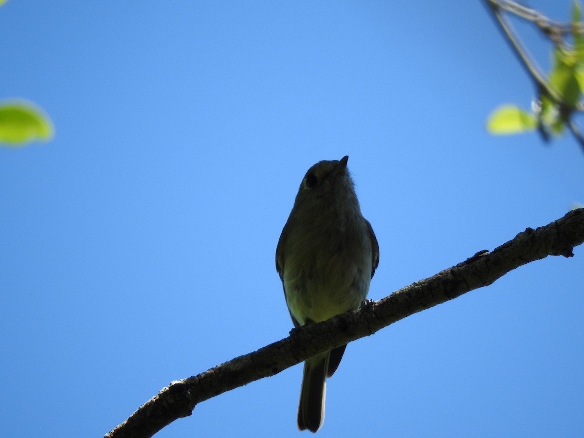 Ruby-crowned Kinglet - ML151320001