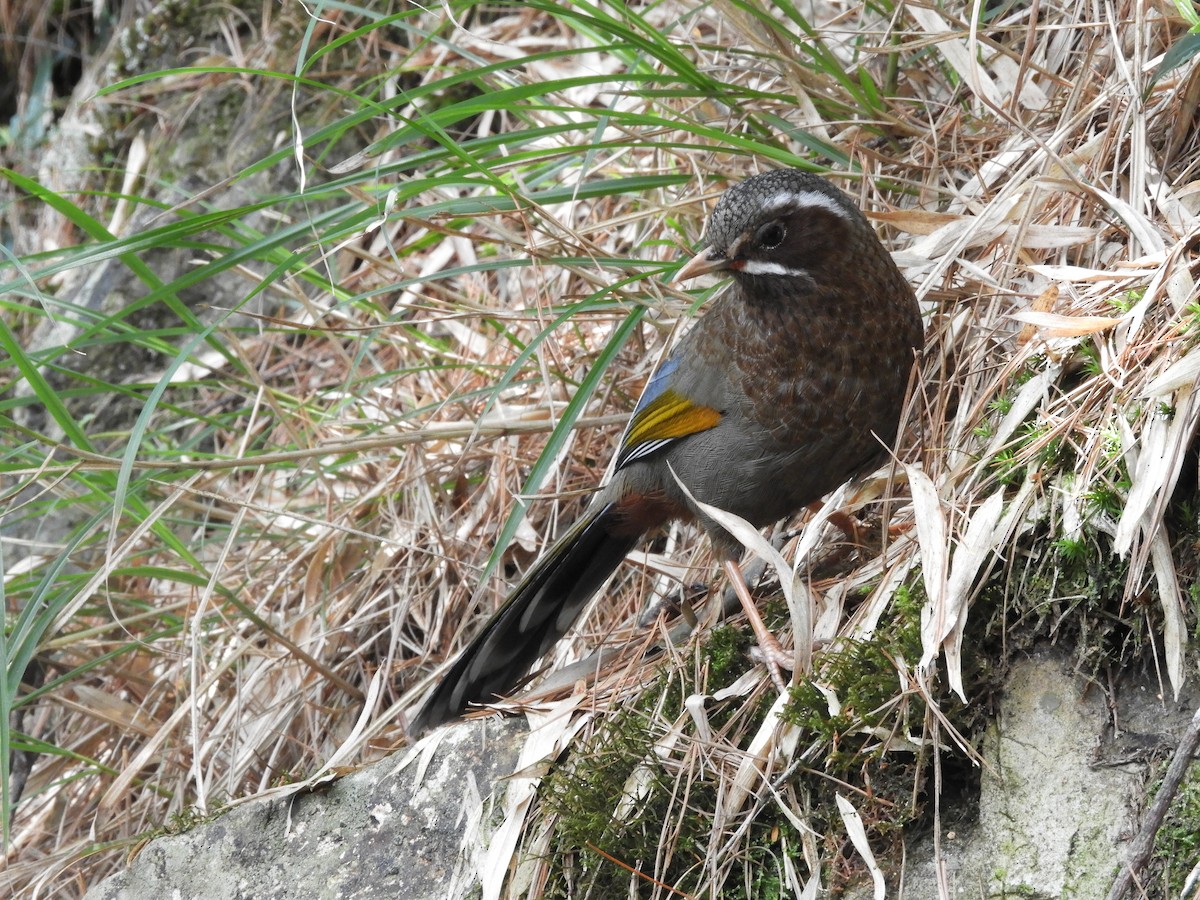 White-whiskered Laughingthrush - ML151320051