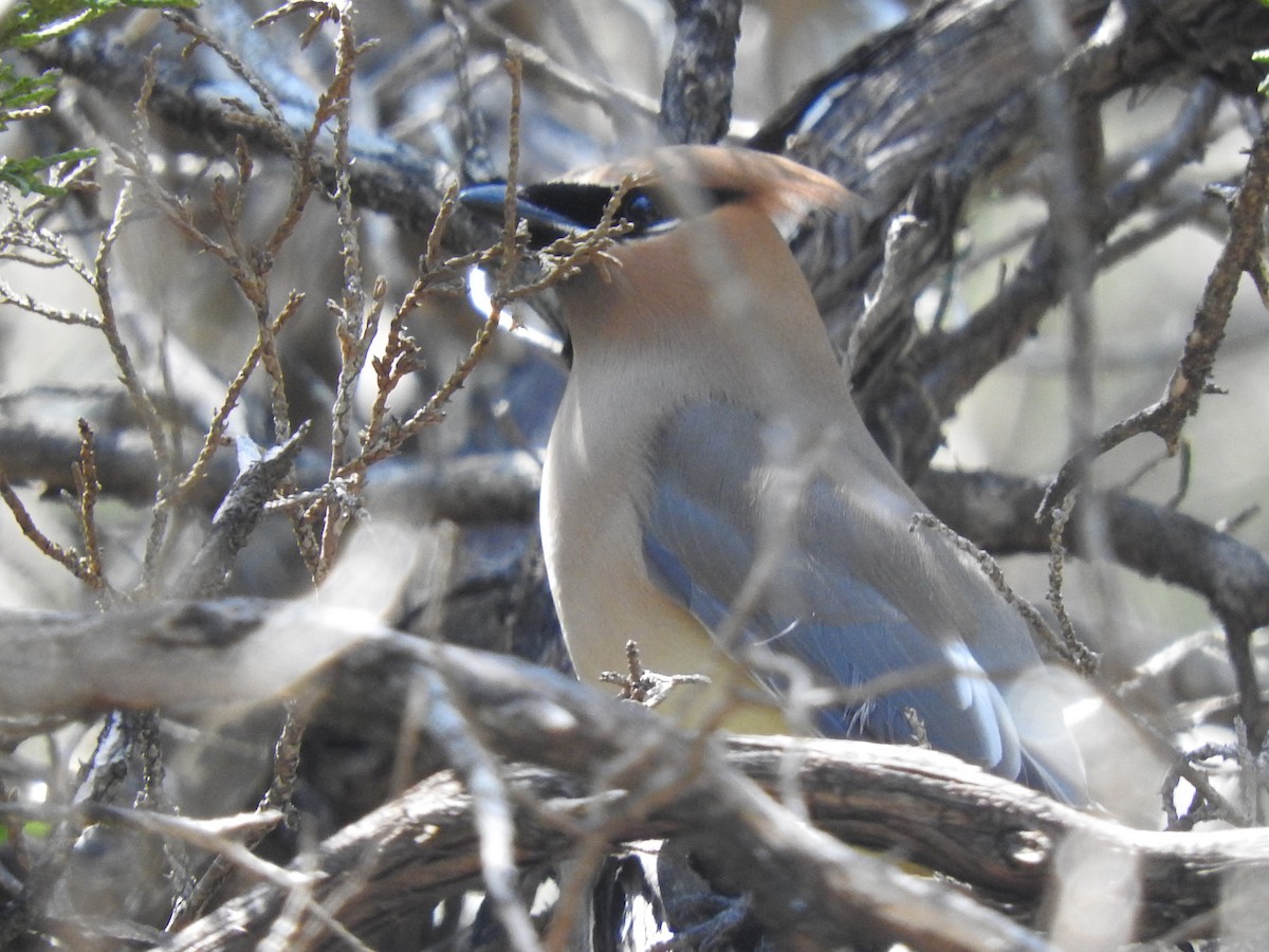 Cedar Waxwing - ML151320101