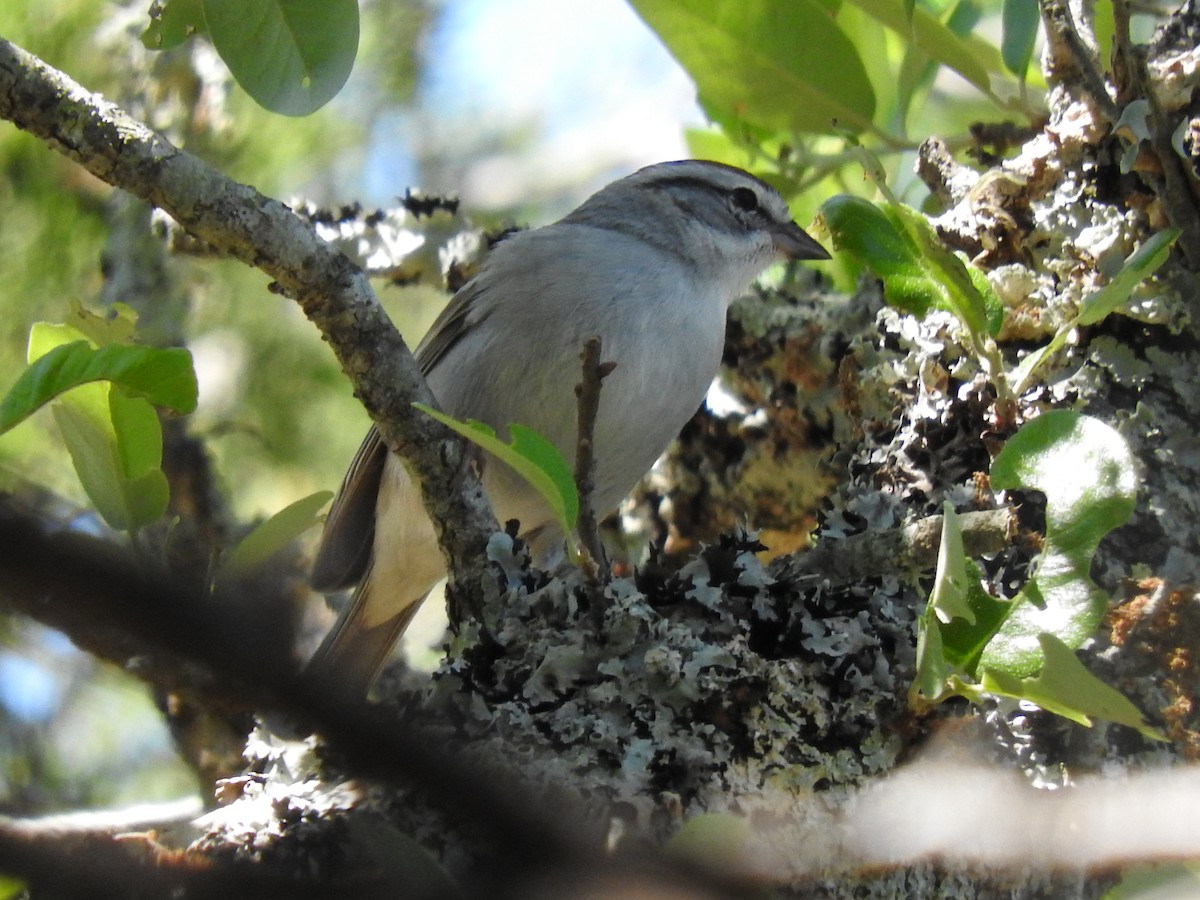 Chipping Sparrow - ML151320161