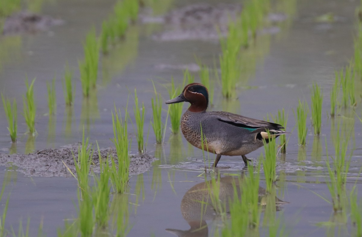 Green-winged Teal (Eurasian) - ML151320211