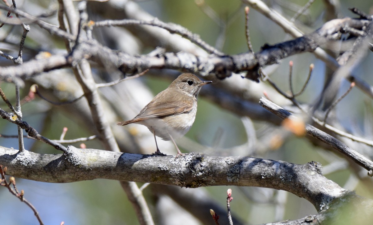 Hermit Thrush - ML151320321