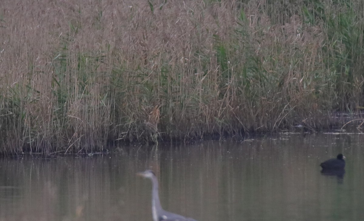 Great Bittern - ML151320351