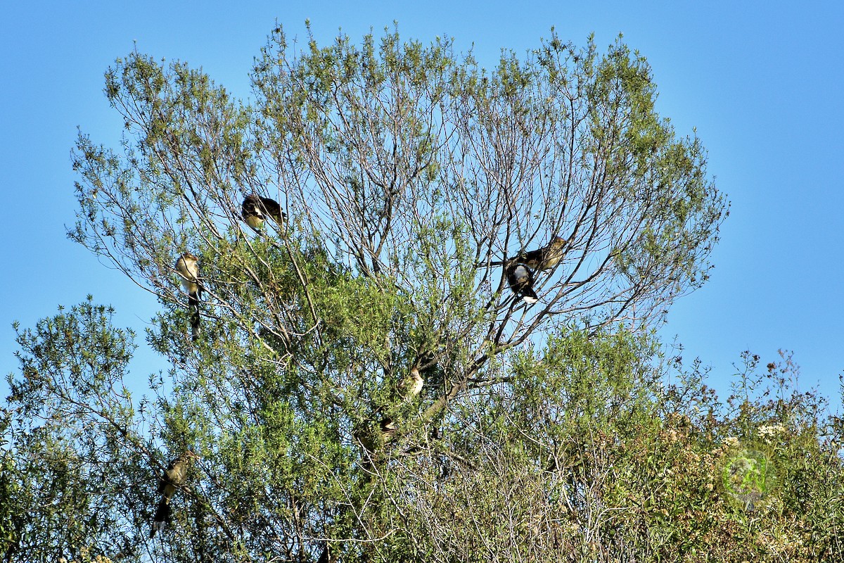 Guira Cuckoo - ML151320381