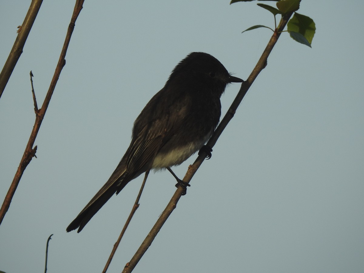 Black Phoebe - ML151320401