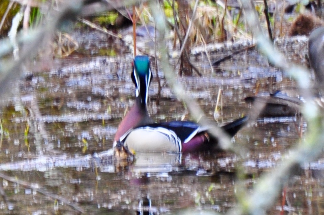 Wood Duck - James Irvin