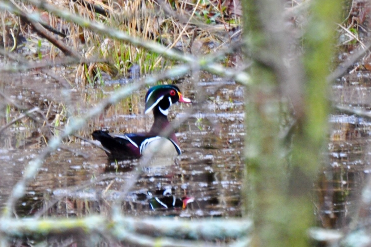 Wood Duck - ML151320641