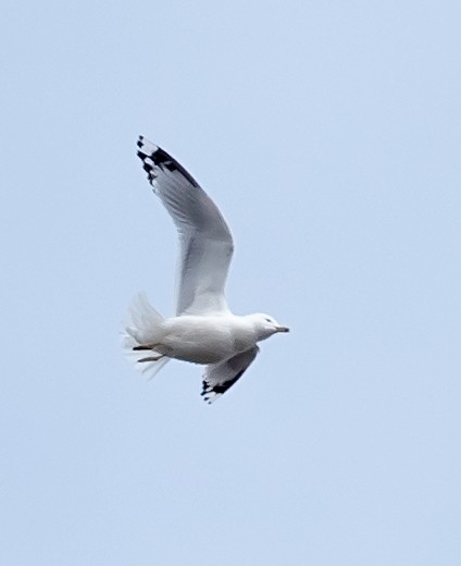 Ring-billed Gull - Cynthia Crawford