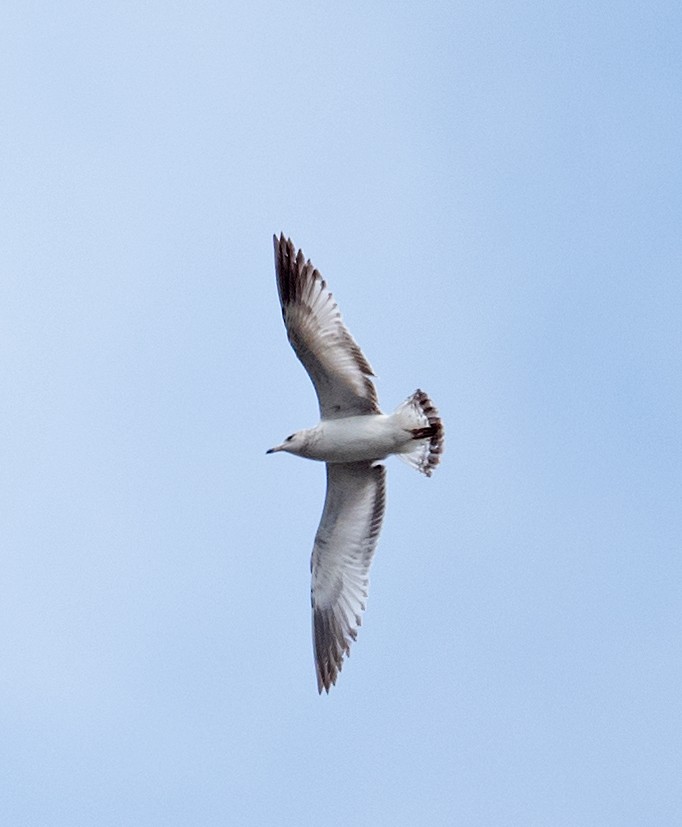 Ring-billed Gull - Cynthia Crawford