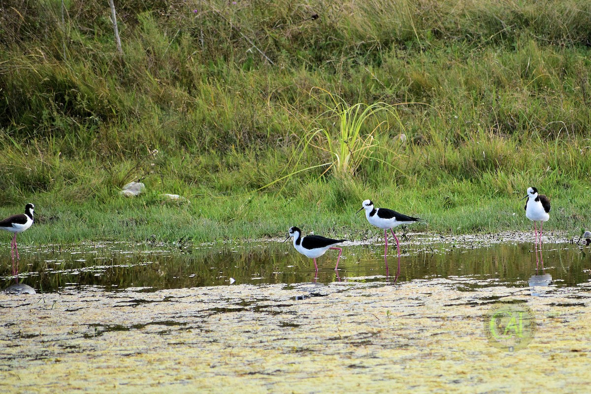 Black-necked Stilt - ML151321811