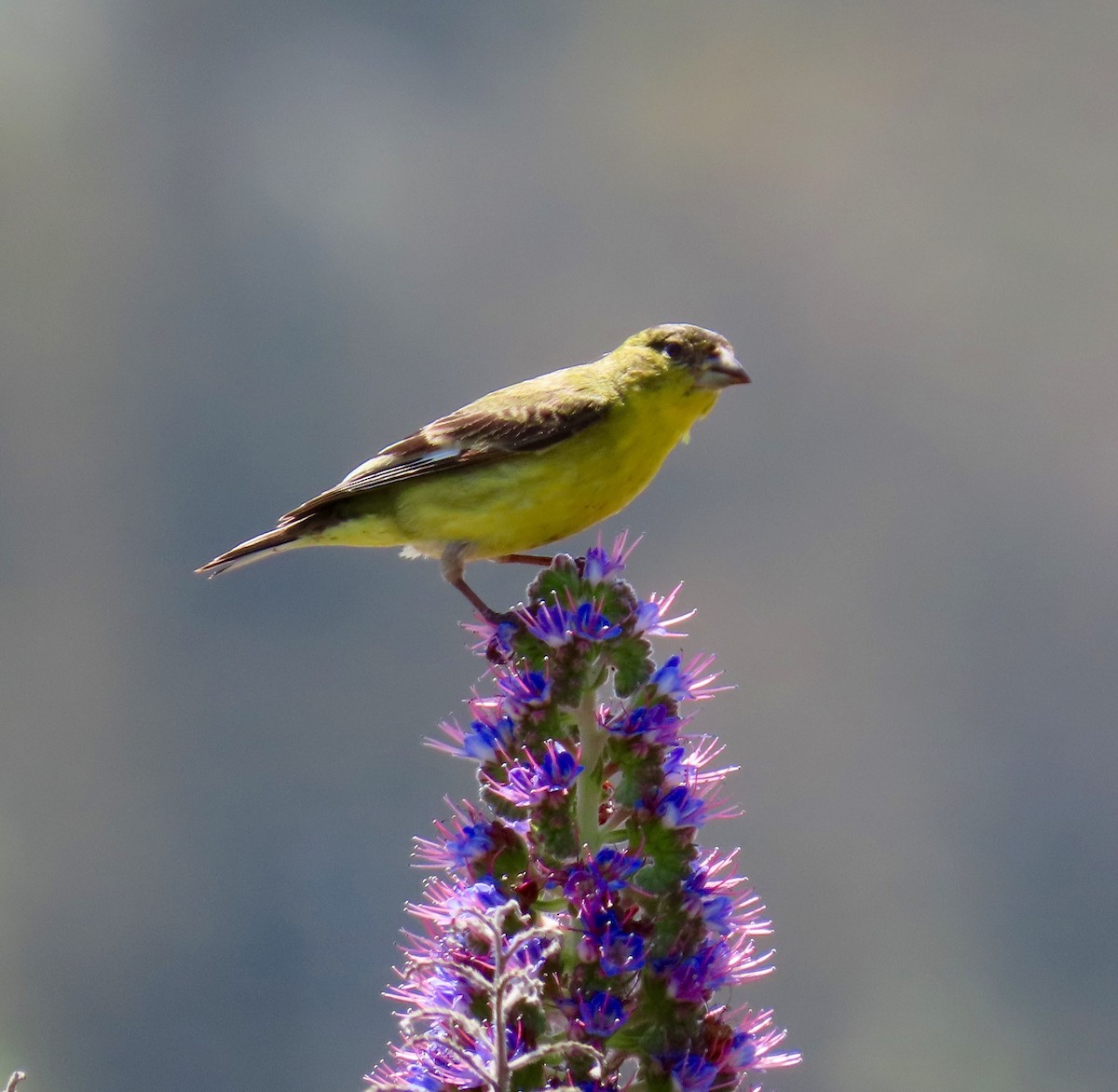 Lesser Goldfinch - ML151321861