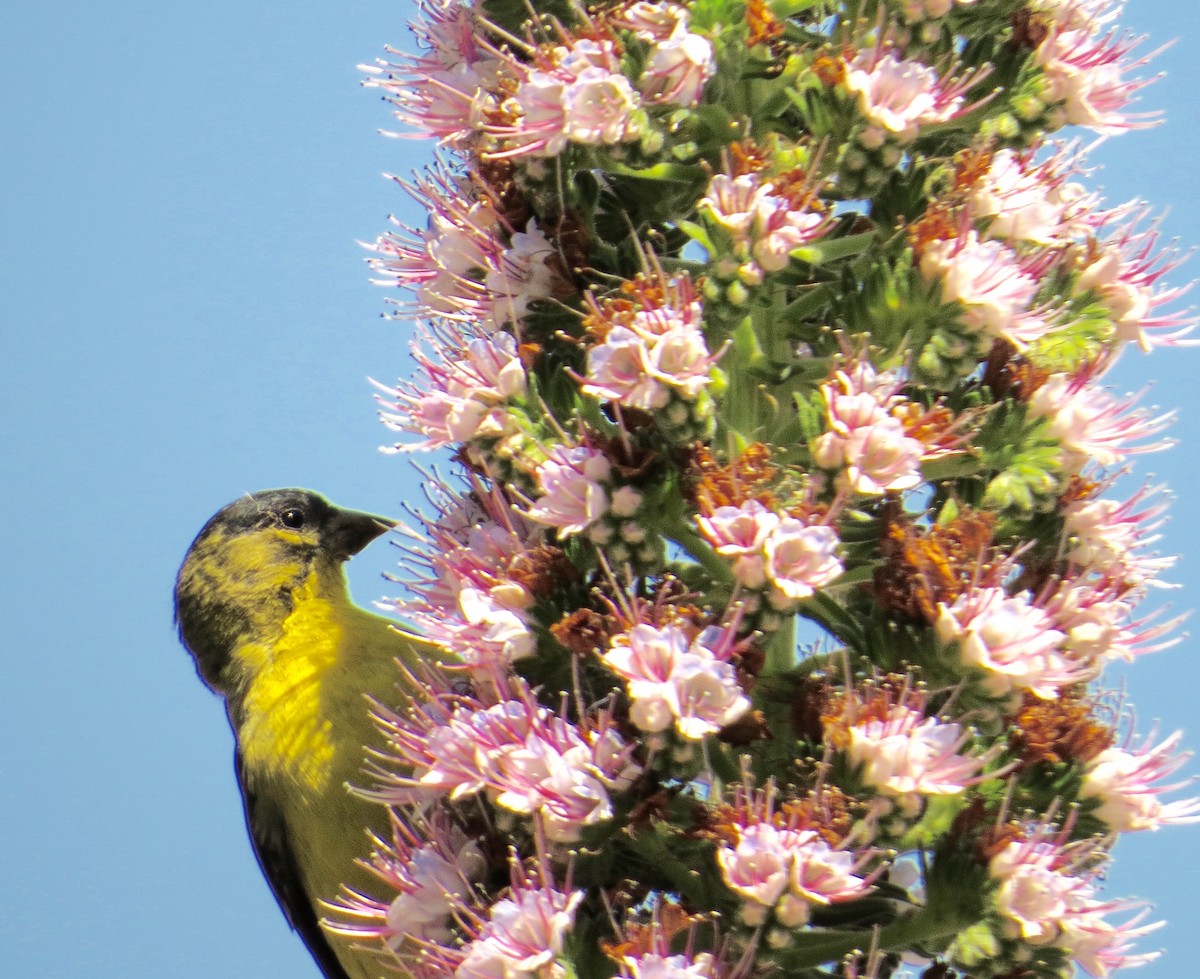 Lesser Goldfinch - ML151321881