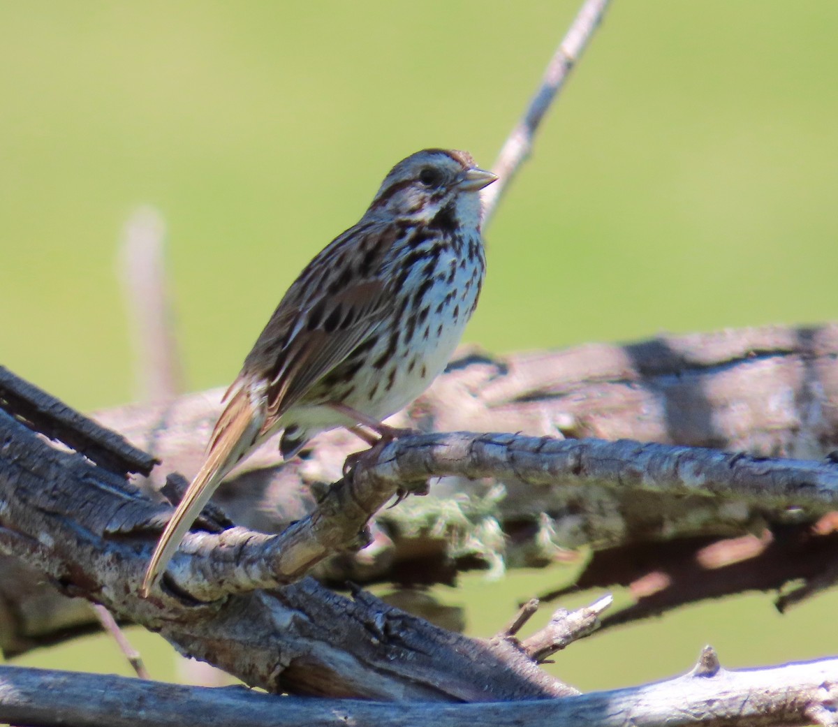 Song Sparrow - ML151322011