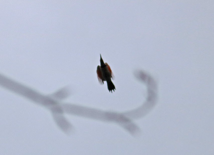Northern Flicker (Red-shafted) - ML151322901