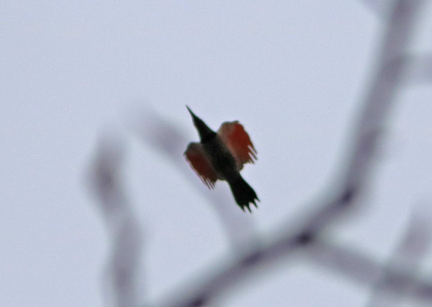 Northern Flicker (Red-shafted) - ML151323931