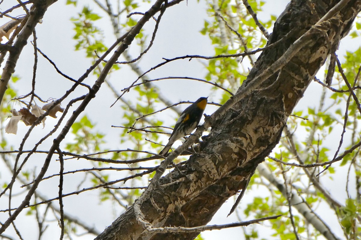 Yellow-rumped Warbler - Chris McVittie