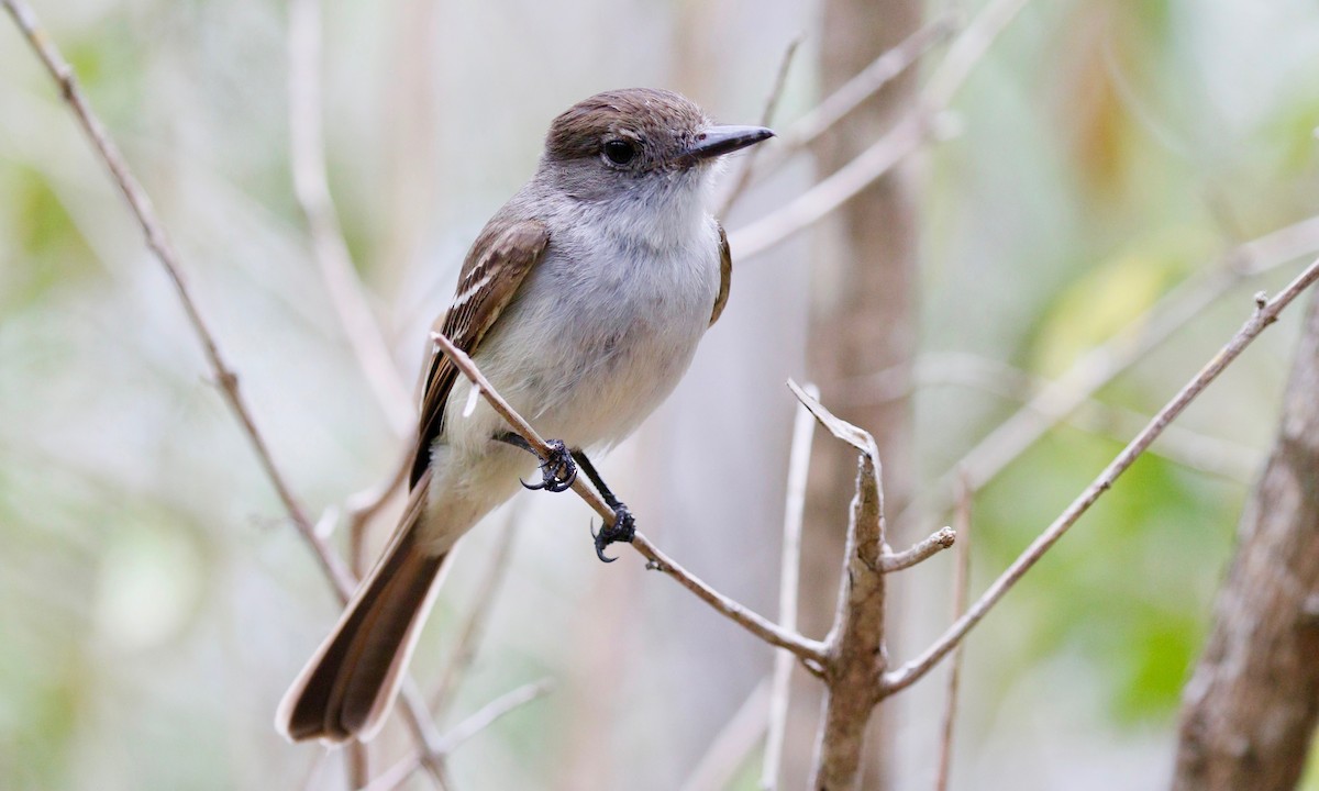 La Sagra's Flycatcher - Aaron Boone