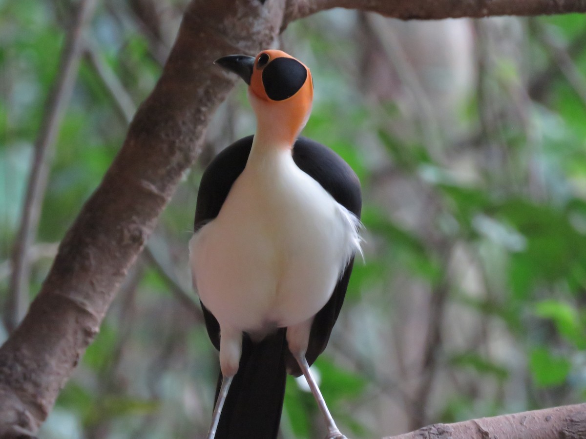 White-necked Rockfowl - ML151326701