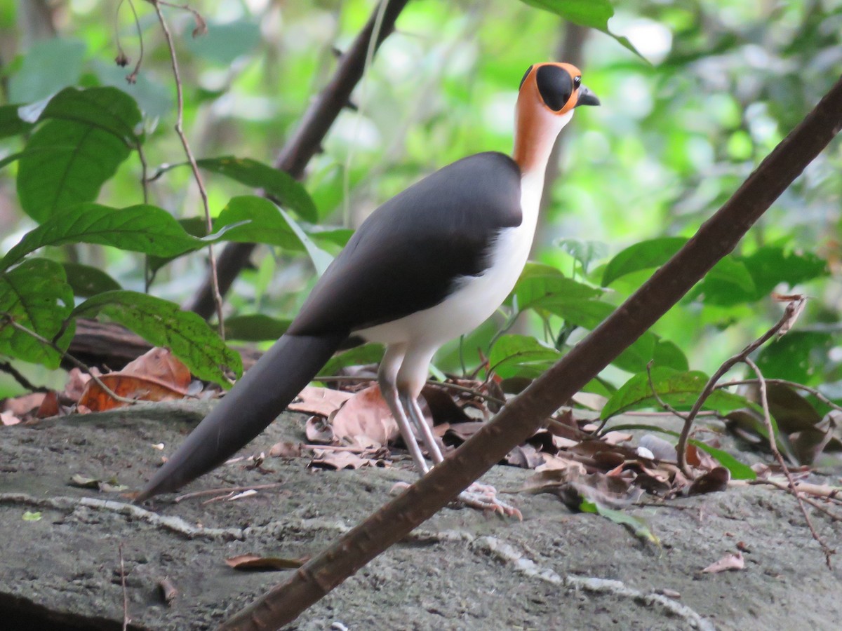 White-necked Rockfowl - ML151326711