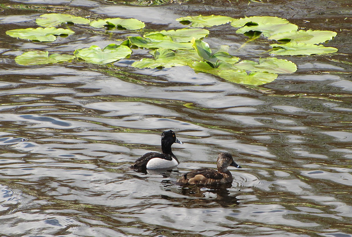 Ring-necked Duck - ML151326771