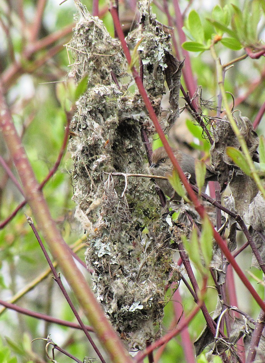 Bushtit - ML151327231