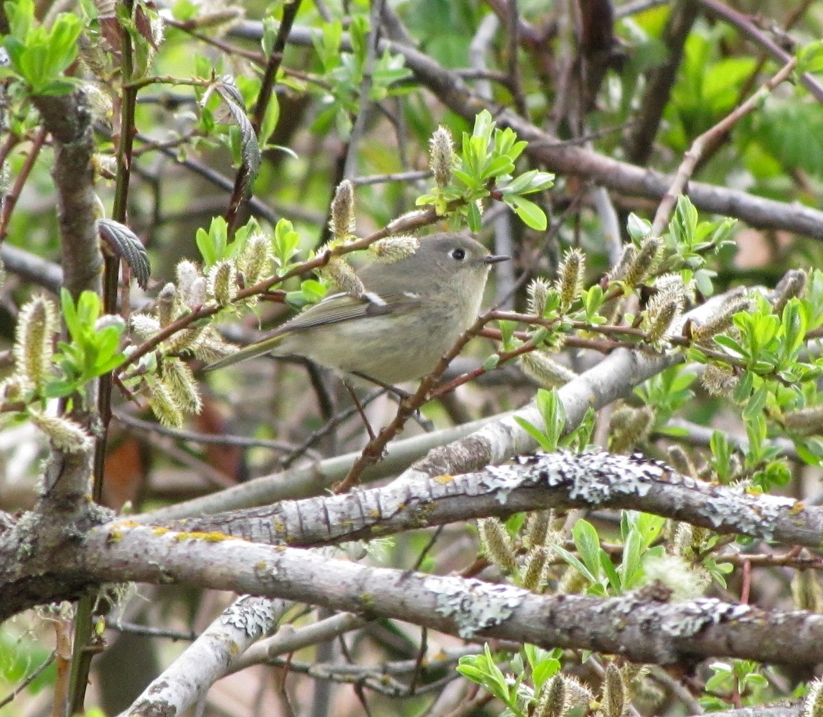 Roitelet à couronne rubis - ML151327471