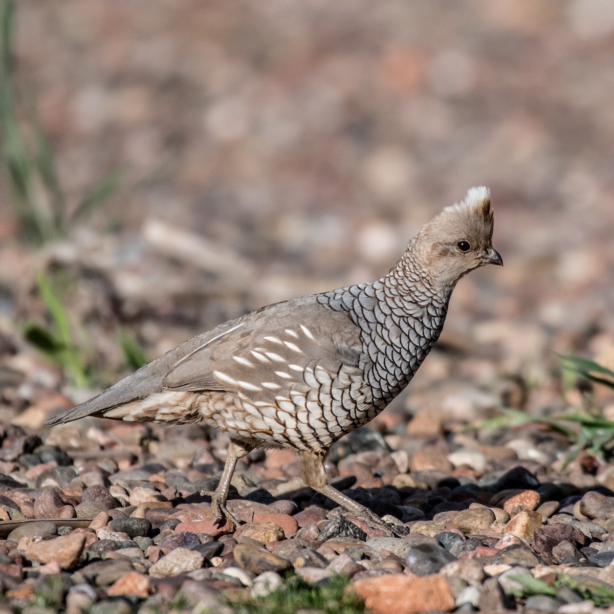 Scaled Quail - ML151328141