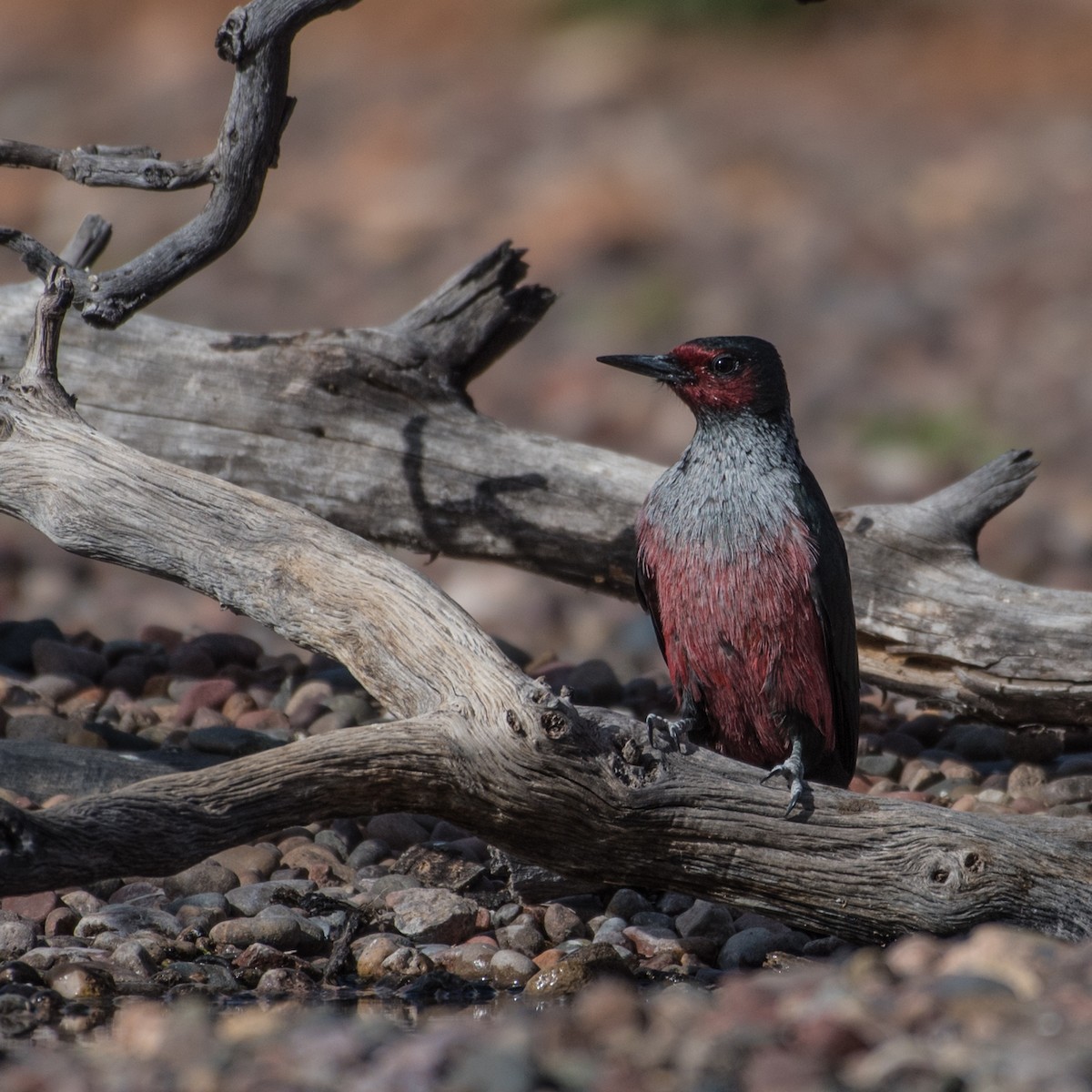 Lewis's Woodpecker - ML151328321