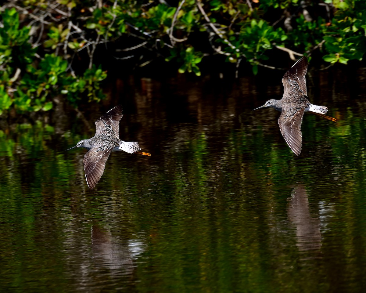 Greater Yellowlegs - ML151328651