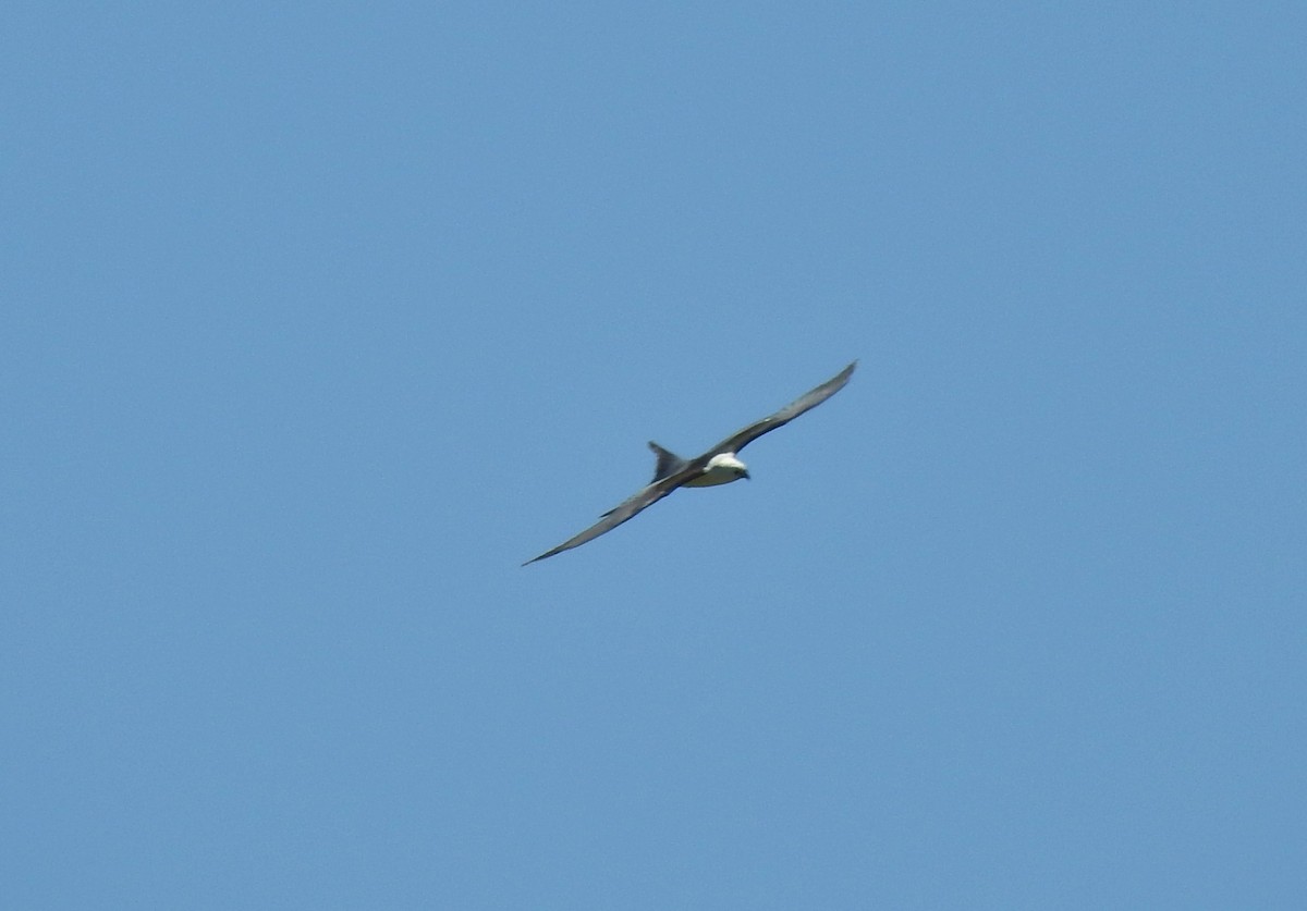Swallow-tailed Kite - ML151329491