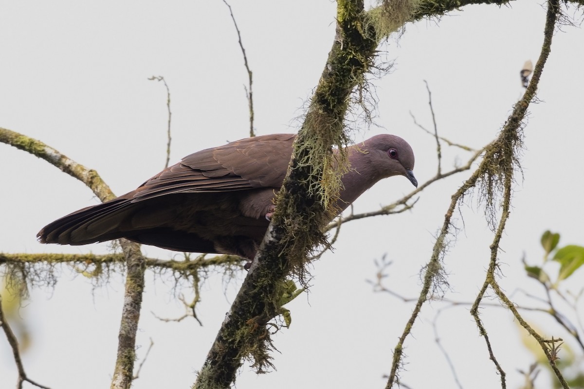Ruddy Pigeon - Guillermo Saborío Vega