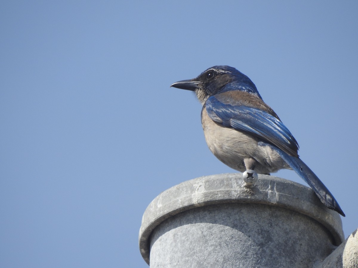 California Scrub-Jay - ML151331701