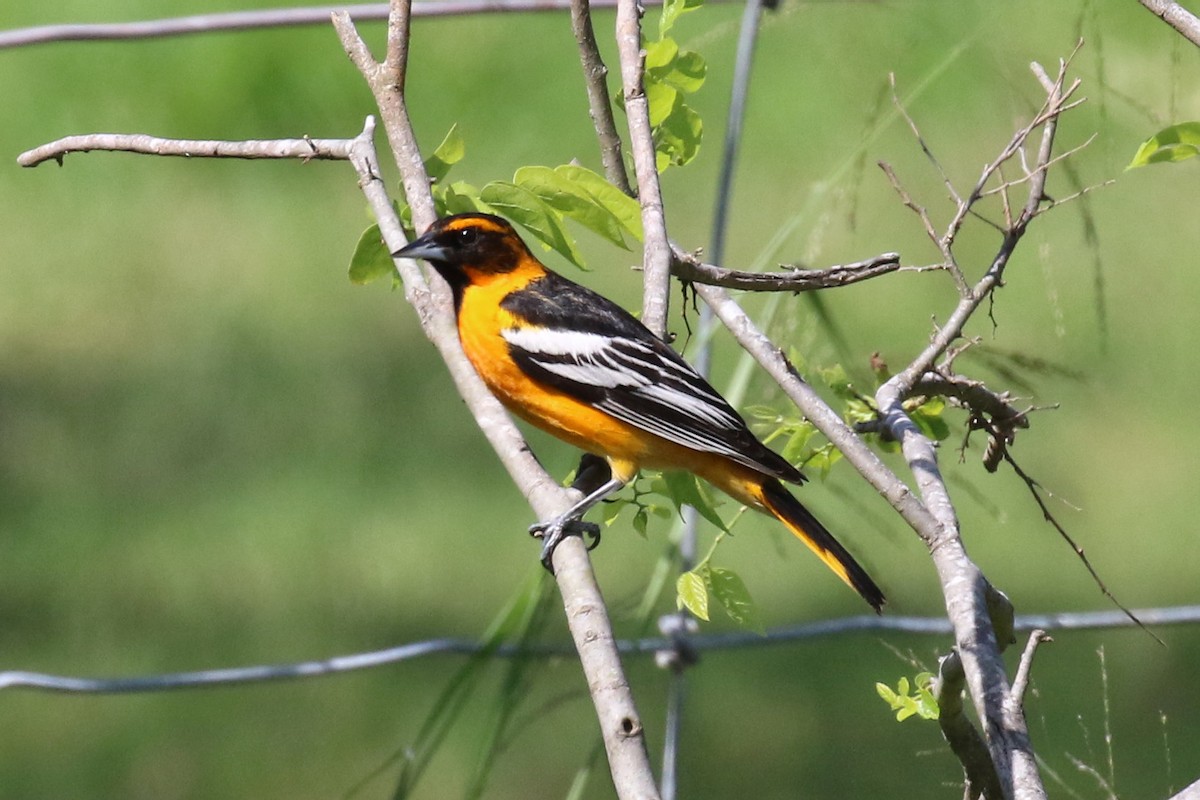 Bullock's x Baltimore Oriole (hybrid) - Dan Jones