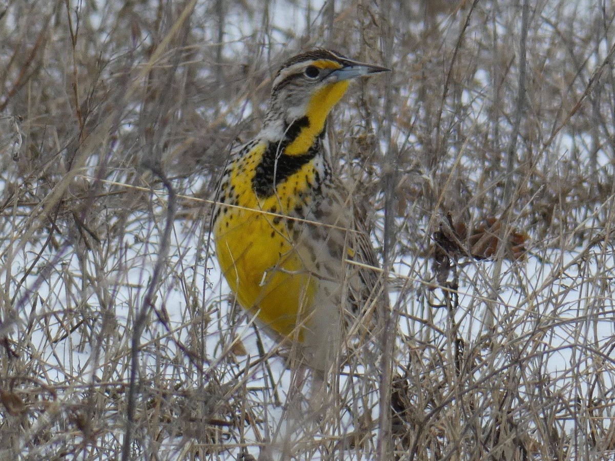 Eastern Meadowlark - Bill Greaves