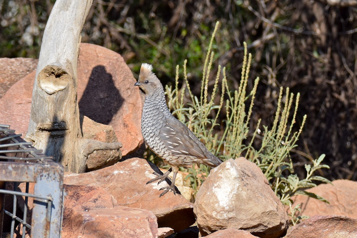 Scaled Quail - ML151333691