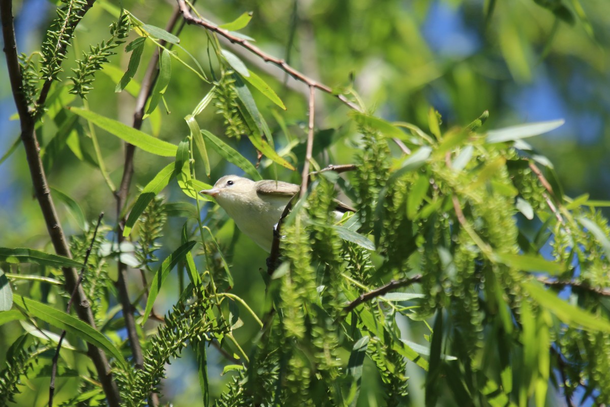 Vireo Gorjeador - ML151333801