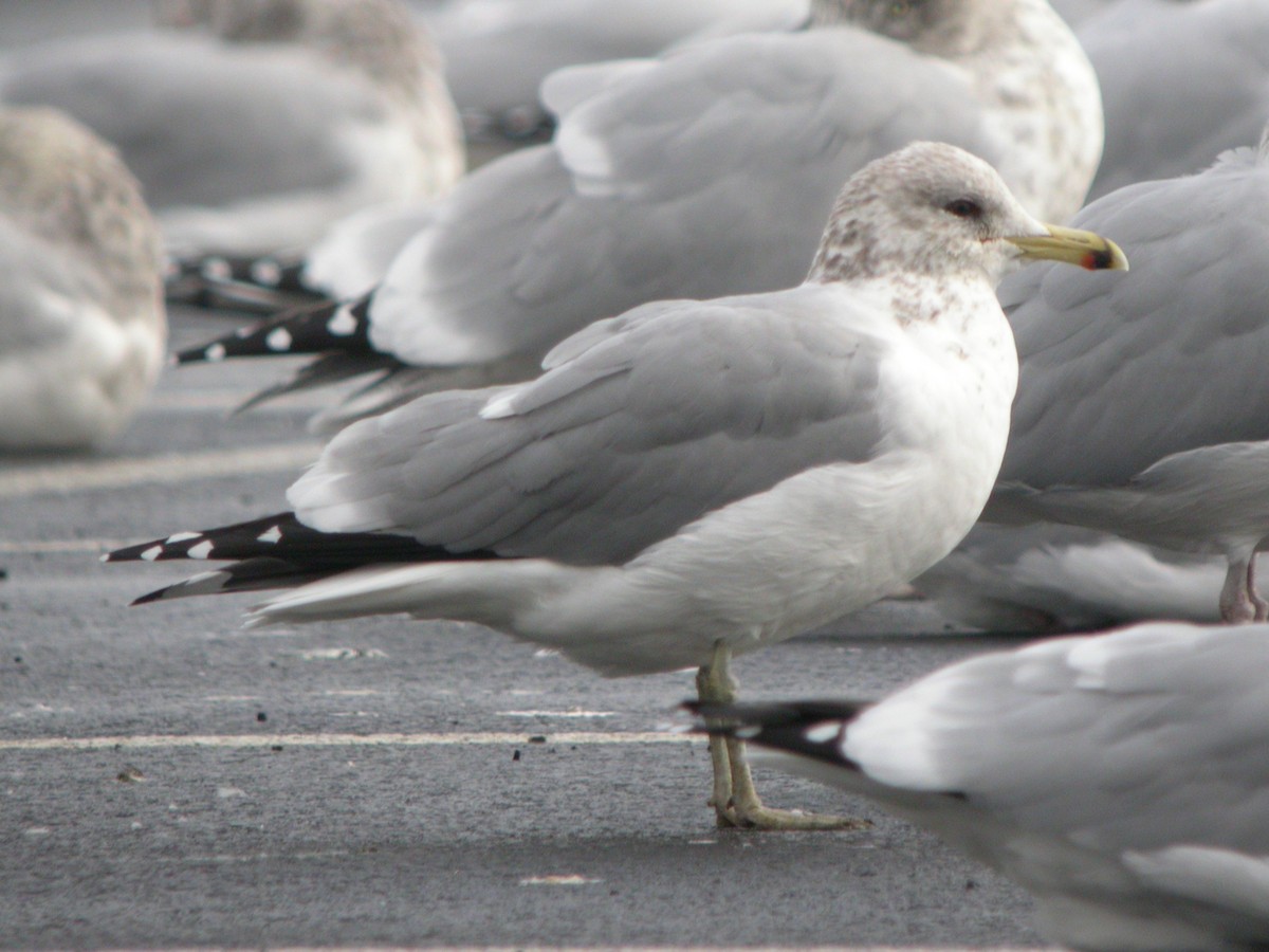 California Gull - ML151334451