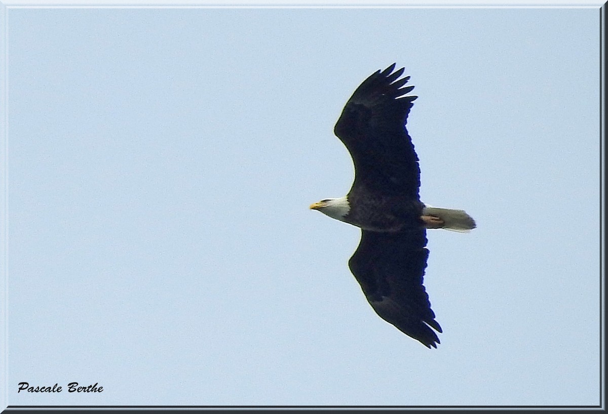 Weißkopf-Seeadler - ML151334681