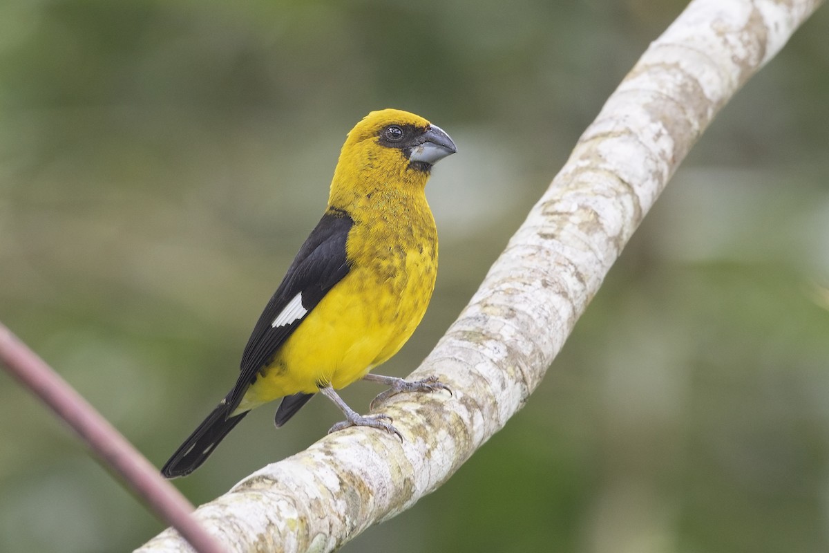 Black-thighed Grosbeak - Guillermo Saborío Vega