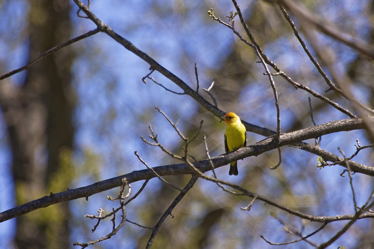 Western Tanager - ML151335921