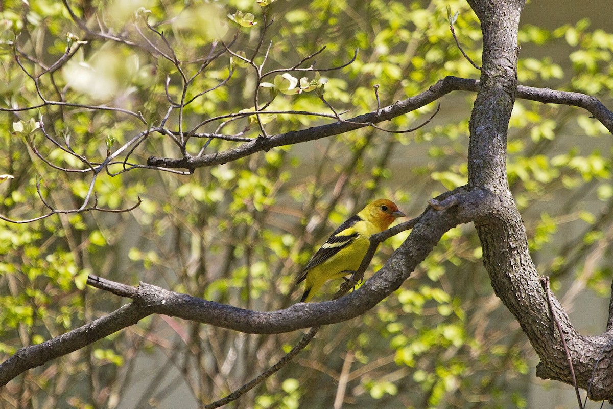 Western Tanager - ML151335931