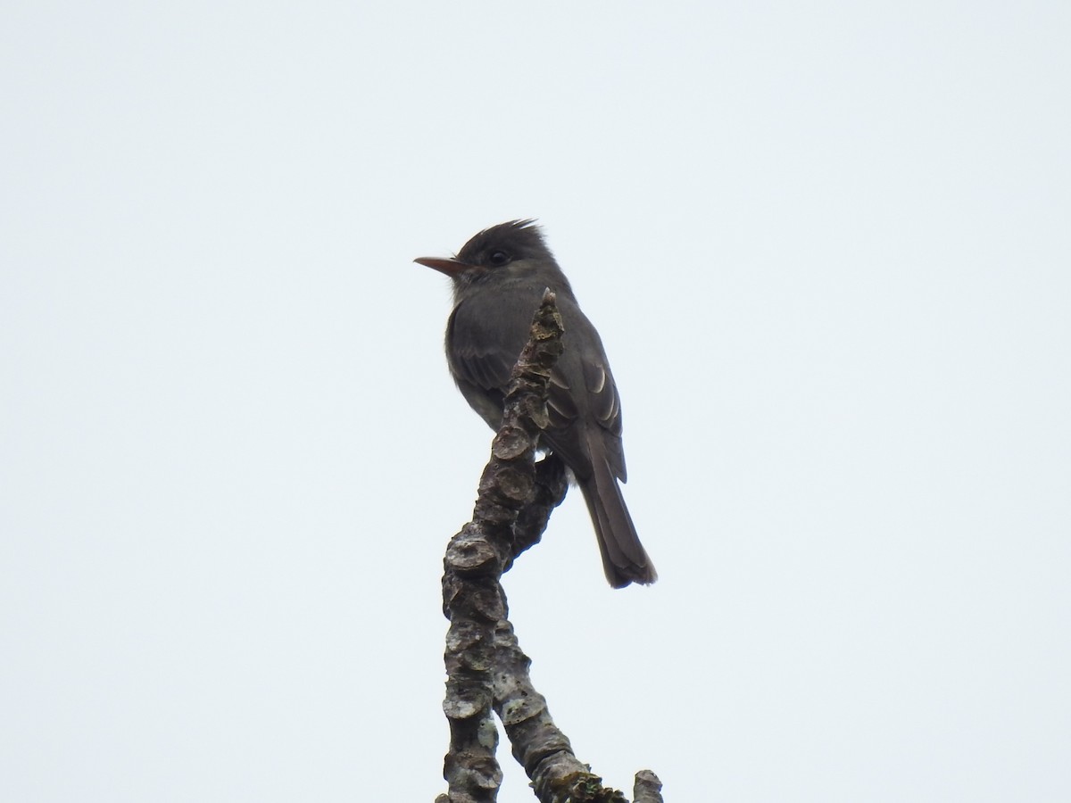 Dark Pewee - ML151336851