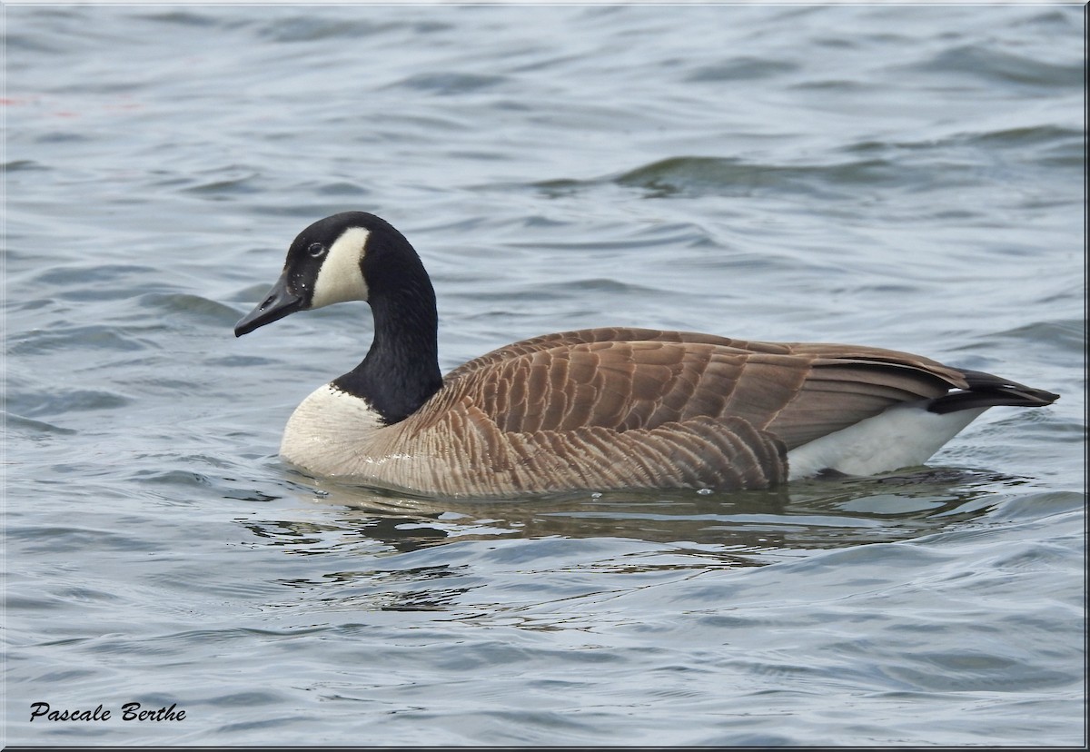 Barnacla Canadiense Grande - ML151337021