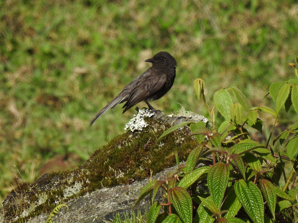 Moucherolle noir - ML151337381