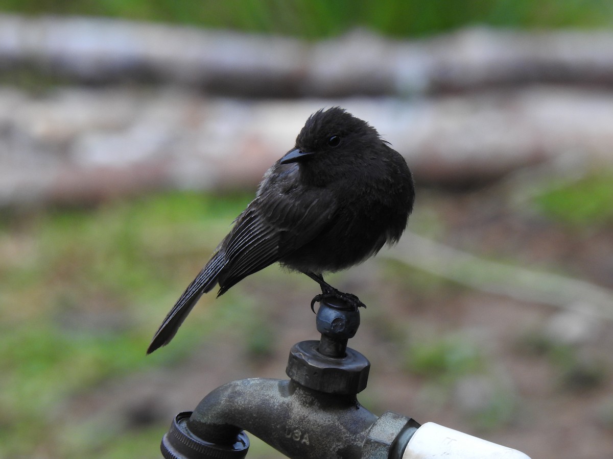 Black Phoebe - ML151337401