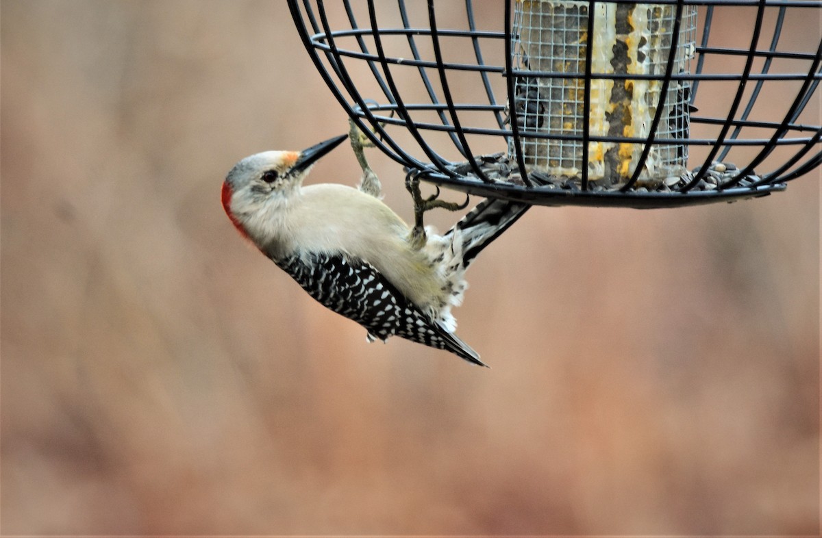 Red-bellied Woodpecker - ML151337831