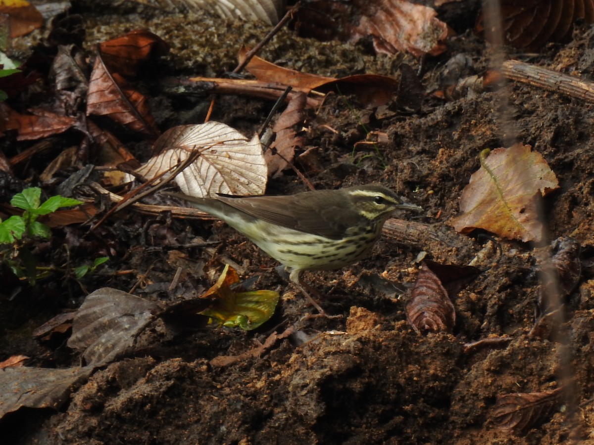 Northern Waterthrush - ML151338291